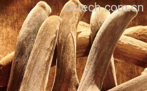 鹿茸怎么吃效果好-0