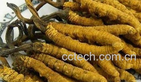 冬虫夏草的传统吃法有哪些-0