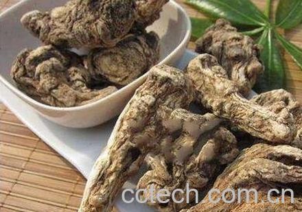 当归的食用功效与禁忌-0