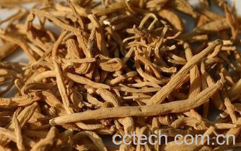 孩儿参是什么-0