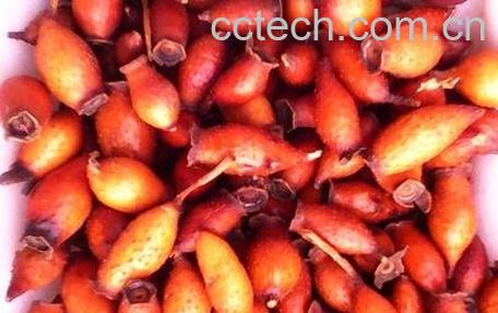 金樱子的食用方法与功效-0