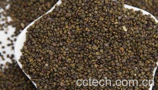 沙苑子的功效作用与用法-0