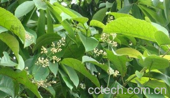 千打锤的来源与功效-0