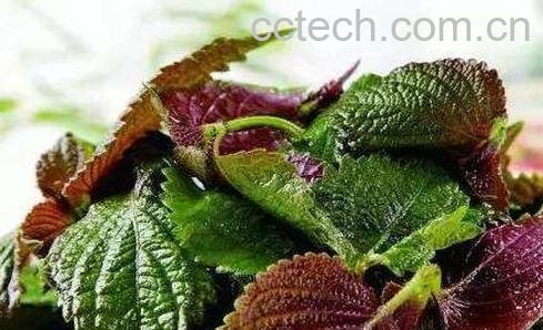 紫苏叶的作用与副作用-0