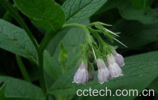 罗布麻的功效作用与副作用-0