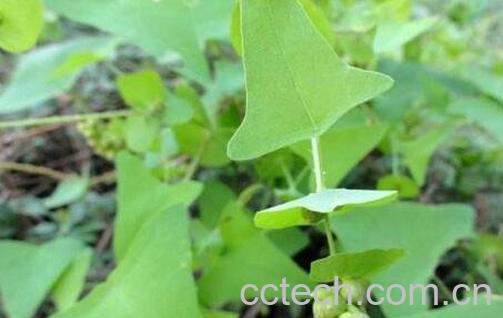 杠板归的功效与作用-0