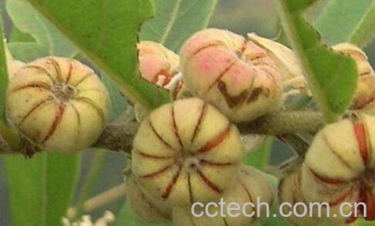 算盘子的功效与作用-0