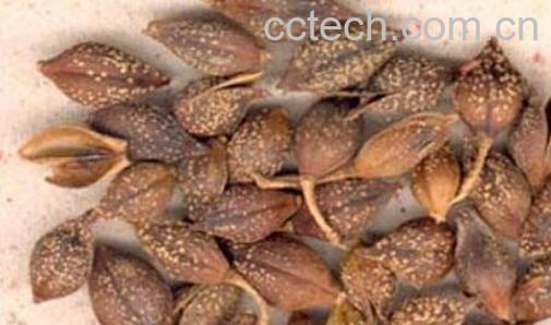 连翘的功效作用与食用方法-0