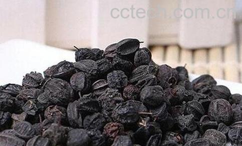 刺五加籽的功效与作用-0