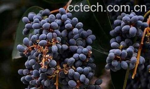 女贞子的功效与食疗用法-0