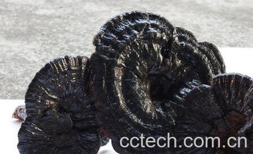 林芝是什么 林芝的功效-0