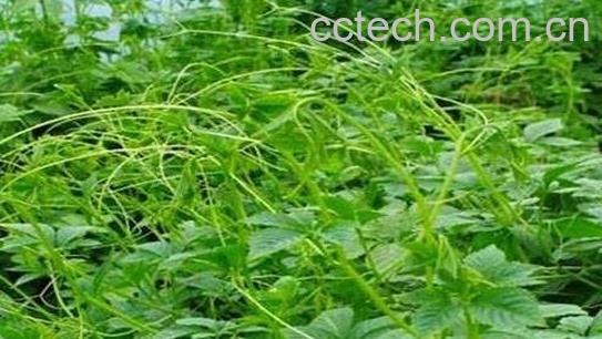 绞股蓝的品种分类与功效-0