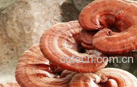 灵芝的神奇功效有哪些-0