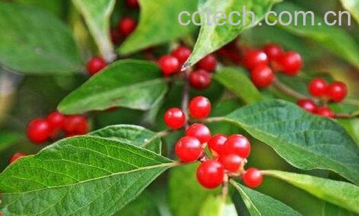 茱萸是什么-0