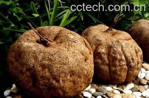 野葛根的功效与作用-0