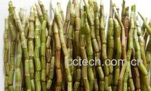 铁皮石斛泡水喝的好处与禁忌-0