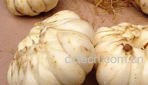 鲜百合怎么吃好-0