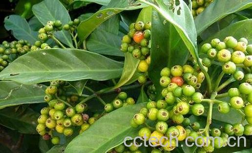 山大刀的主要功效有哪些-0