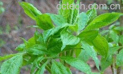 刺五加的功效作用与食用方法-0