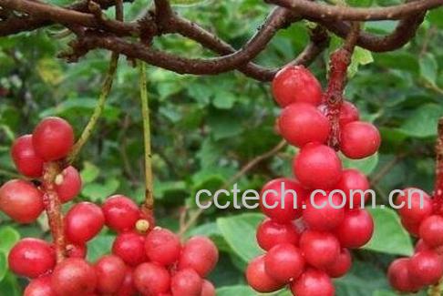 五味子的药用价值与作用-0