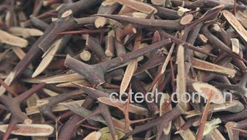 皂角刺的药用价值与功效-0