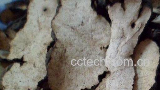  猪茯苓的药用功效与作用-0