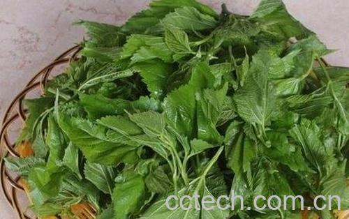  桑叶泡水喝的好处有哪些-0