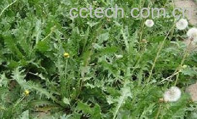 蒲公英的作用与禁忌-0