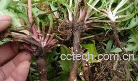 蒲公英根的功效与作用-0