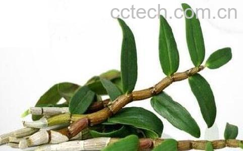  铁皮石斛的神奇功效-0