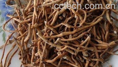 干鱼腥草的功效与作用-0