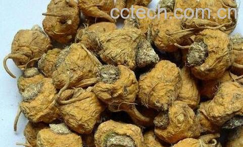 吃玛卡的禁忌-0