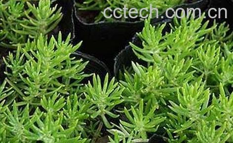 佛甲草的功效与作用-0