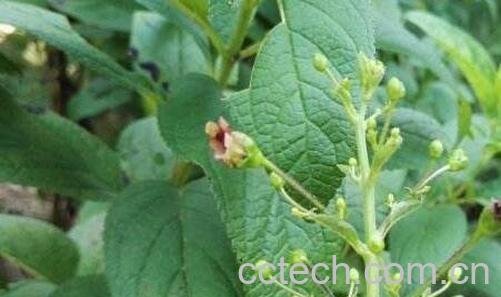 中药玄参的功效与作用有哪些-0