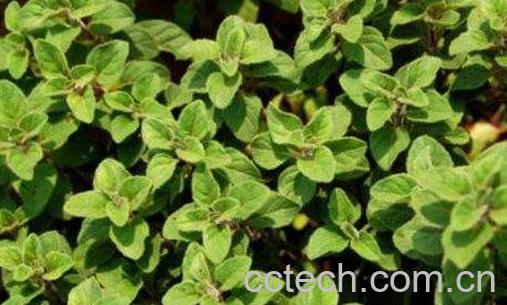 披萨草的功效与作用-0