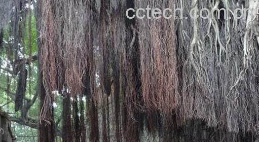 榕须的功效与作用-0