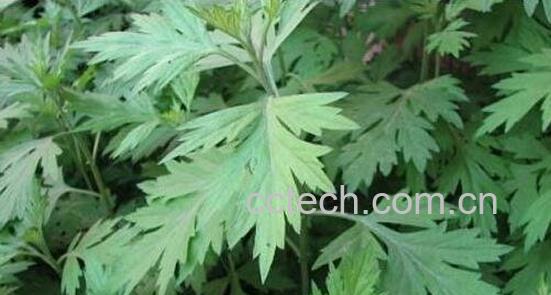 艾草泡脚的好处与注意事项-0