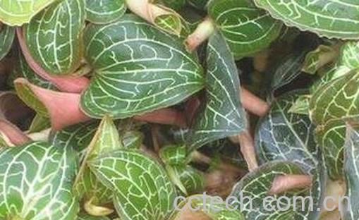 金线莲的功效与作用-0