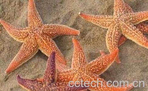 海星的功效与作用-0