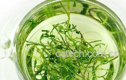 绞股蓝泡水喝的功效与作用-0