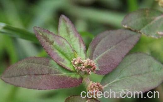 大飞扬草的药用价值与功效-0