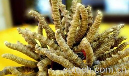 冬虫夏草怎么吃 -0