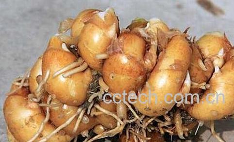 沙姜的功效与作用-0