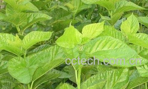 桑叶泡水喝的功效与作用-0