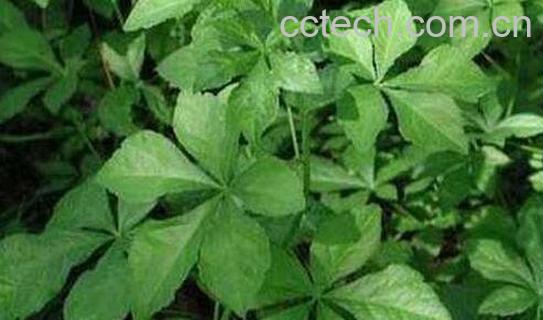 无梗五加的功效与作用-0