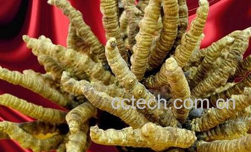 冬虫夏草的神奇功效-0