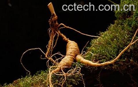 野山参的功效与作用-0