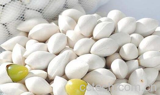 白果的神奇功效-0