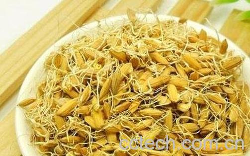 谷芽的药用价值与功效-0