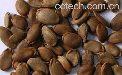 瓜萎仁的功效与作用-0